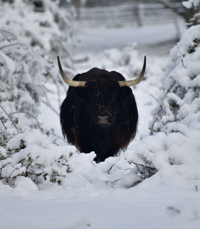 Highlander im Schnee (2023)